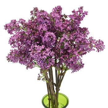 Wholesale Lilac Spring Flower
