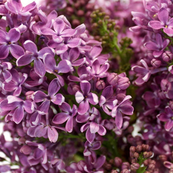 Designer Purple Lilac Flower