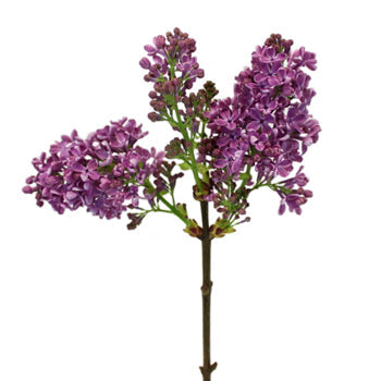 Lilac Flower for spring wedding