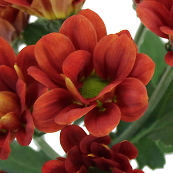 Terracotta Mini Daisy Flower