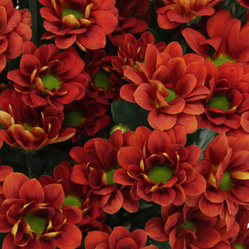 Terracotta Mini Daisy Flower