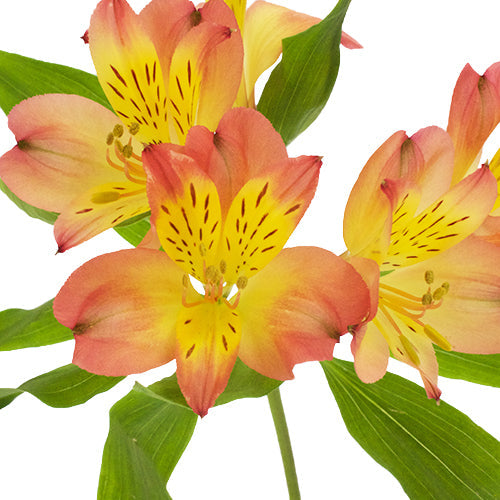 Dark Orange alstroemeria Wholesale Bloom close up