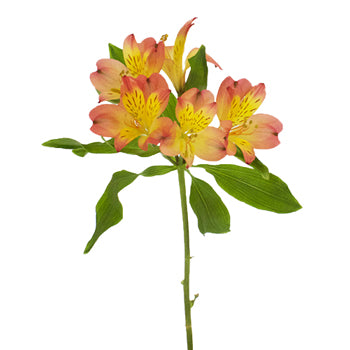 Dark Orange alstroemeria Wholesale Flower Stem
