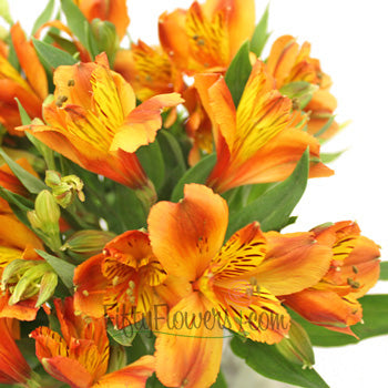 Dark Orange alstroemeria Wholesale Flower Upclose