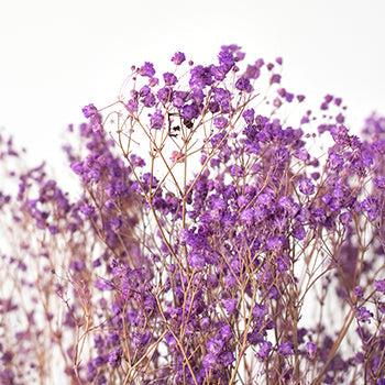 Dried Gypsophila Royal Purple