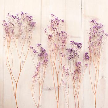 Dried Gypsophila Royal Purple