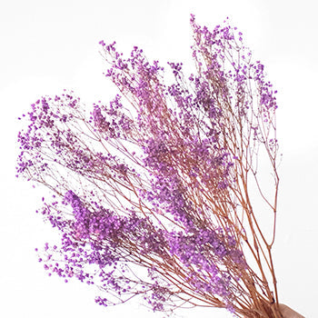 Dried Gypsophila Royal Purple