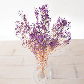 Dried Gypsophila Royal Purple