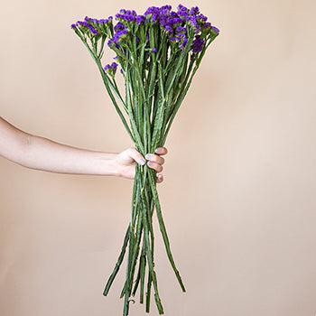 Tissue Culture Statice Purplish Blue Flower