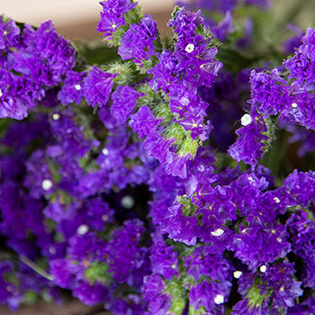 Tissue Culture Statice Purplish Blue Flower