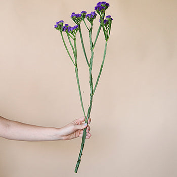 Tissue Culture Statice Purplish Blue Flower