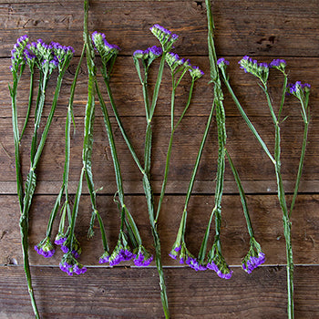 Tissue Culture Statice Purplish Blue Flower
