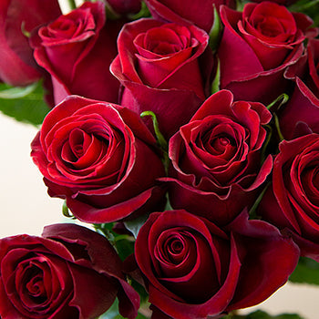 Rich Red Tinto Rose