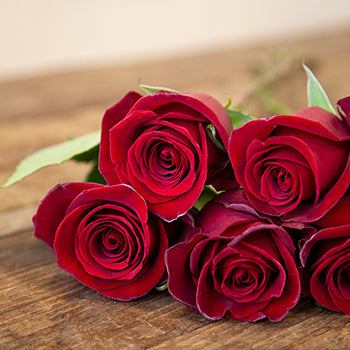 Rich Red Tinto Rose