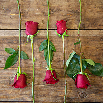 Rich Red Tinto Rose