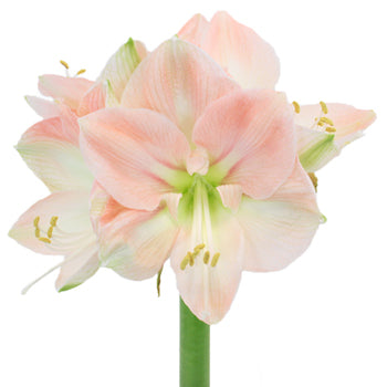 Pink Dancer Bulk Amaryllis