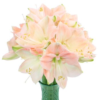 Pink Dancer Bulk Amaryllis
