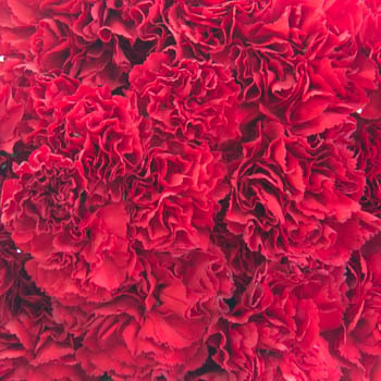 Darling Red Wholesale Carnations Up close
