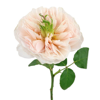 David Austin Charity Garden Rose Stem