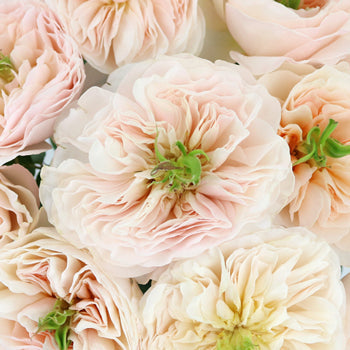David Austin Charity Garden Roses up close