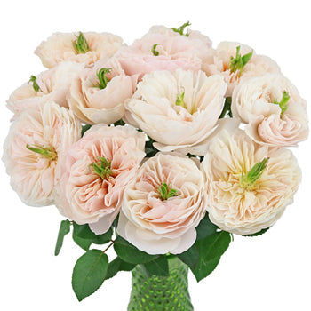 David Austin Charity Garden Wholesale Roses In a vase