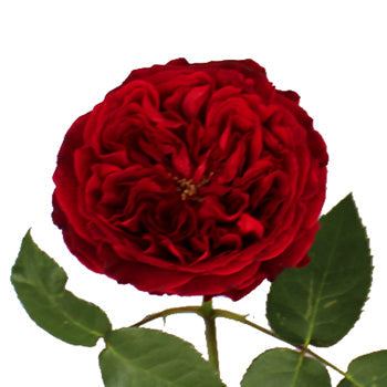 David Austin Cherry Peony Rose Stem