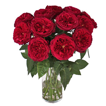 David Austin Cherry Peony Wholesale Roses In a vase