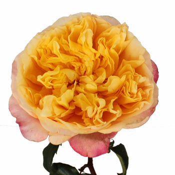 David Austin Lemon Chiffon Garden Rose Stem