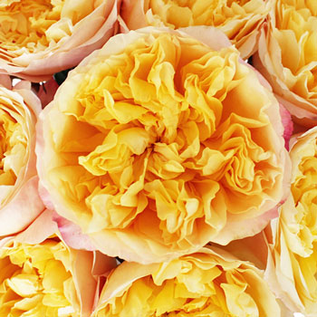 David Austin Lemon Chiffon Garden Roses up close