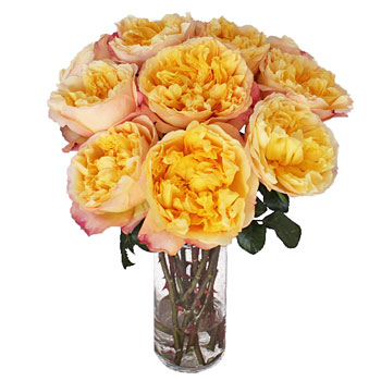 David Austin Lemon Chiffon Garden Wholesale Roses In a vase