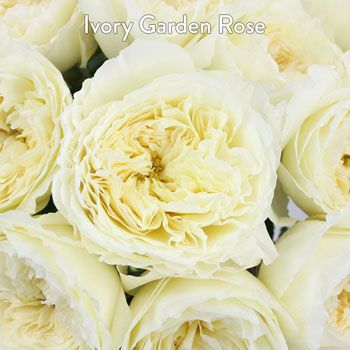 David Austin Patience Eucalyptus and White Flowers DIY Flower Kit Up Close