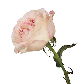 David Austin Pink Cloud Garden Rose Side Stem View
