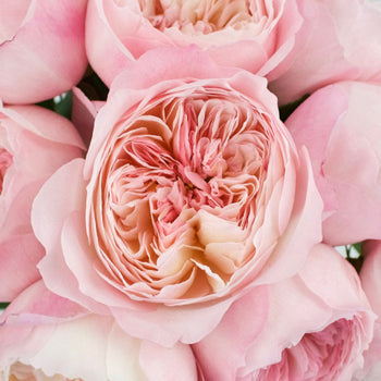 David Austin Pink Cloud Garden Roses up close