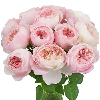 David Austin Pink Cloud Garden Wholesale Roses In a vase