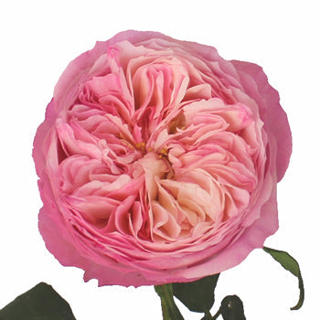 David Austin Pink Cloud Garden Rose Stem