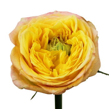 Daybreak Green Eyed Garden Rose Stem