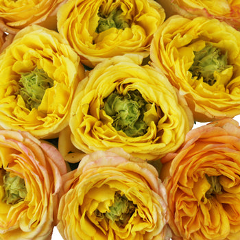 Daybreak Green Eyed Garden Roses up close