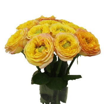 Daybreak Green Eyed Garden Wholesale Roses In a vase