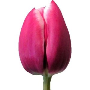 Debutante Hot Pink Tulip Wholesale Flower Up close