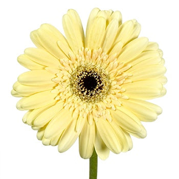 Gerbera Daisy Decafe Pale Yellow Wholesale Flower Up close