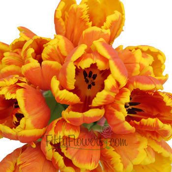 Deep Orange and Yellow Parrot Tulip Wholesale Flower Up Close