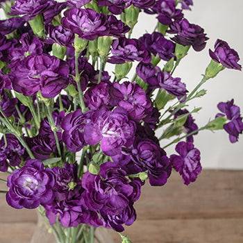 Deep Purple Mini Carnation Flowers In a vase Close up