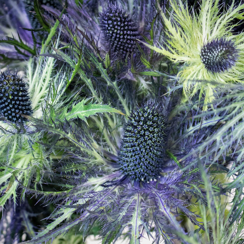 Deep Blue Thistle Wholesale Flower Upclose