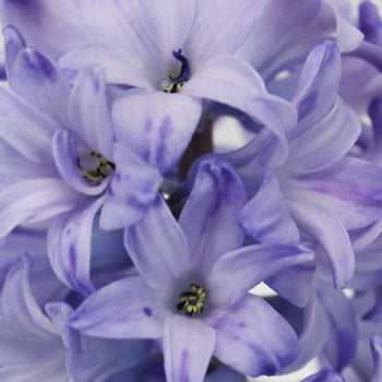 Hyacinth Lavender Flower January to April