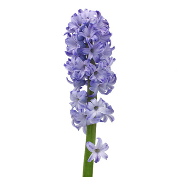 Hyacinth Lavender Flower May to December