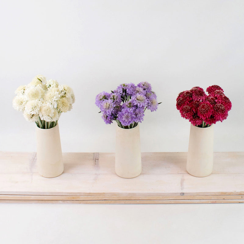 Delicate Multicolor Scabiosa DIY Flower Kit Recipe