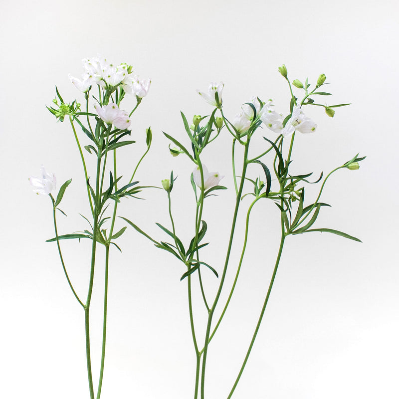Delphinium Pink Wholesale Flower Stem