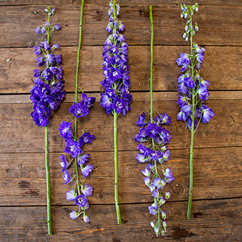 Delphinium Asia Elatum Purple Blue Wholesale Flower FlatLay