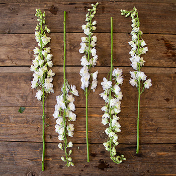 Delphinium Full Moon Blue and White Wholesale Flower FlatLay