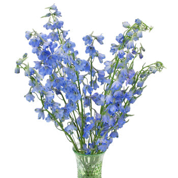 Delphinium Royal Light Blue Wholesale Flower In a vase